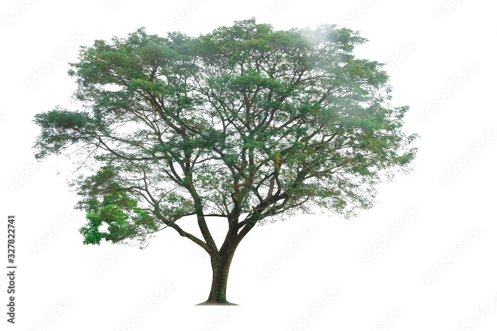 Fototapeta premium Tree isolated on white background, nature background.