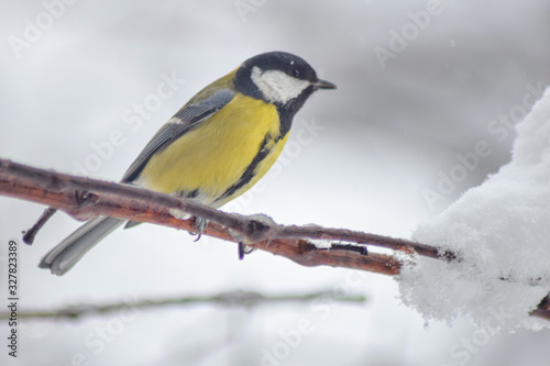 Parus major bird sitting on branch in winter time © Mihai