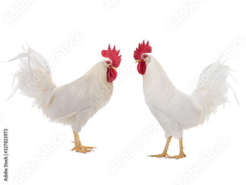 Two White Cockerel is isolated on a white background.
