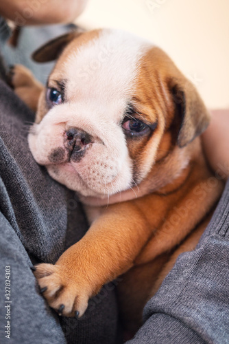 Small, little english bulldog puppy, baby, newborn in woman hand