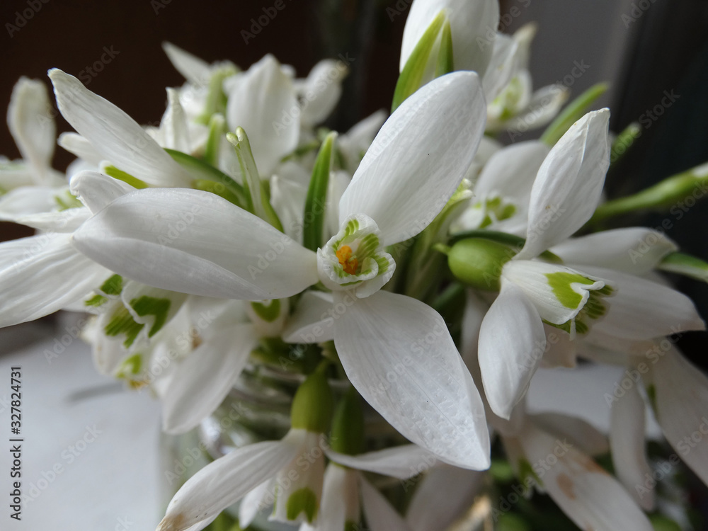 A bouquet of tender spring first snowdrops