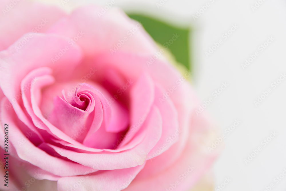 Pink rose flower macro on white - obrazy, fototapety, plakaty 