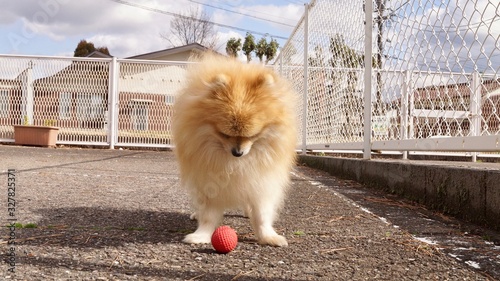 落ち込むポメラニアン