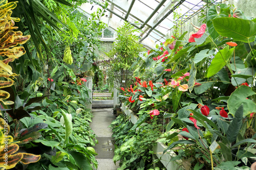 Fotografie Plants in the greenhouse of botanical garden