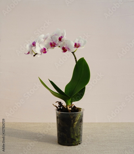 White orchid in  pot on a pink background. A variety of home orchid red lips.	 Home flowers, copy space.	