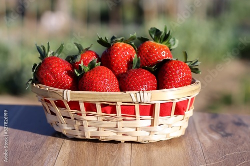 wicker basket with freshly picked strawberries from the garden