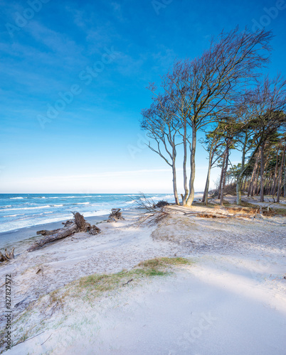 Fototapeta Naklejka Na Ścianę i Meble -  Stürmischer und sonniger Wintertag an der Ostsee, Strand, entwurzelter Baum und Windflüchter, Darss	
