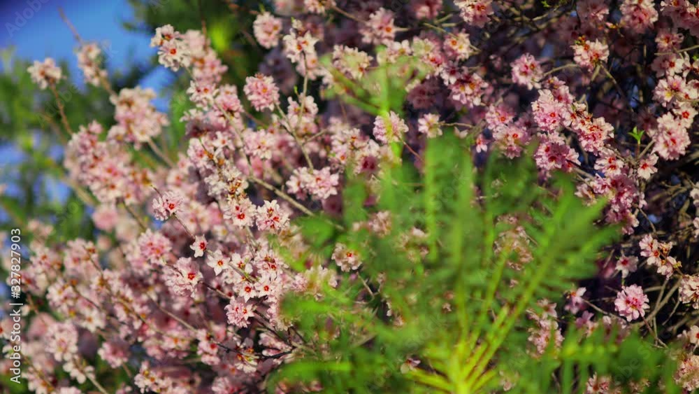 Sonchus Canariensis Boulos in the foreground with Almond tree blossoms and pink flowers in spring Beautiful blooming garden Plants and flora close-up shot URSA 4.6K Sonchus Canariensis Boulos in the foreground with Almond tree blossoms and pink flowers in spring Beautiful blooming garden Plants and flora close-up shot URSA 4.6K