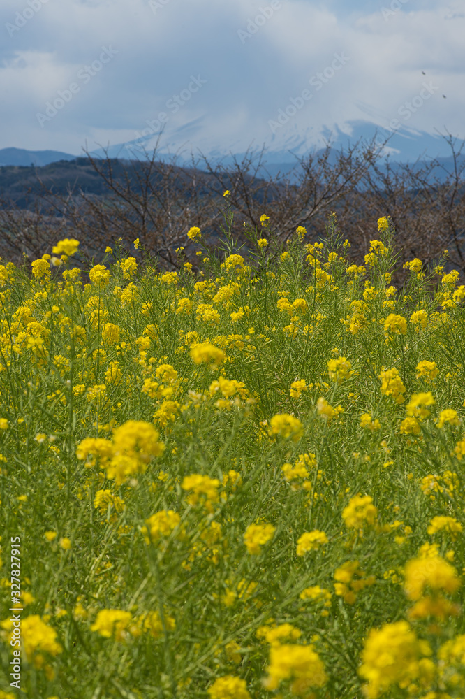 菜の花畑