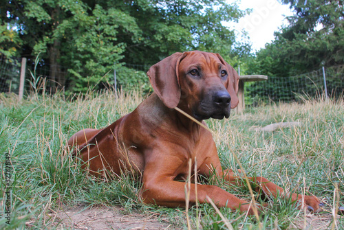 rhodesian ridgeback welpe in der sommerwiese photo