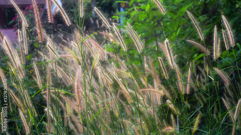 Obraz premium Bunch of crimson fountain grass
