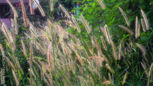 Bunch of crimson fountain grass