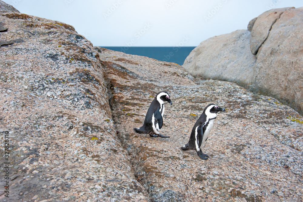 Obraz premium African penguin , a species of penguin confined to southern African waters. Cape Town. South Africa.