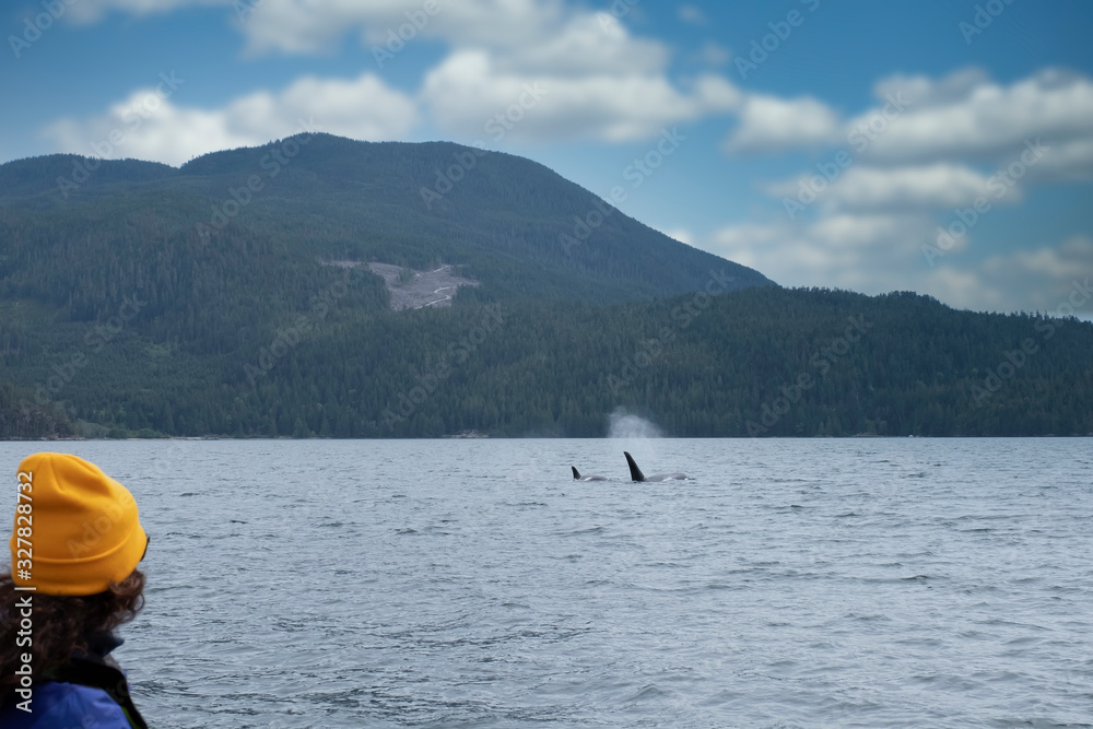 Woman is looking at Killer whales in Tofino, mountains in background, view from a boat