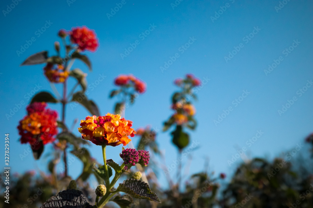 Red wild flowers background in horizontal view Red wild flowers background in horizontal view