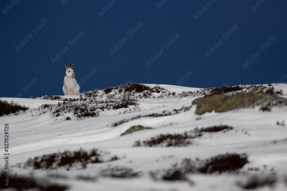 mountain hares, Lepus timidus, wide environmental shots taken on a mountain slope during march with snow lying with background displaying habitat within the cairngorms national park, Scotland.