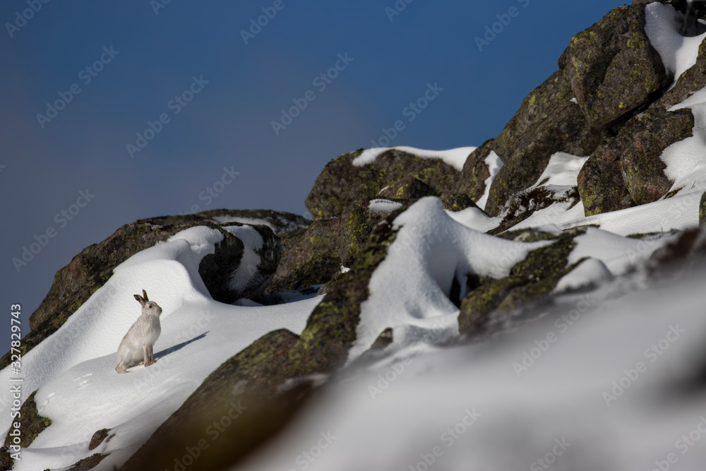 mountain hares, Lepus timidus, wide environmental shots taken on a mountain slope during march with snow lying with background displaying habitat within the cairngorms national park, Scotland.