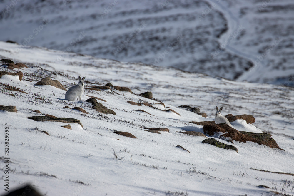 mountain hares, Lepus timidus, wide environmental shots taken on a mountain slope during march with snow lying with background displaying habitat within the cairngorms national park, Scotland.