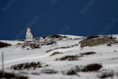 mountain hares, Lepus timidus, wide environmental shots taken on a mountain slope during march with snow lying with background displaying habitat within the cairngorms national park, Scotland. 