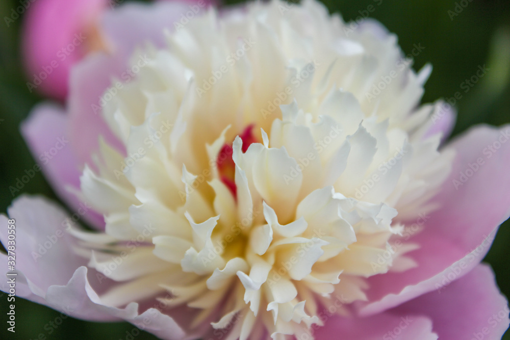 A closeup of a beautiful flower with shallow depth of field