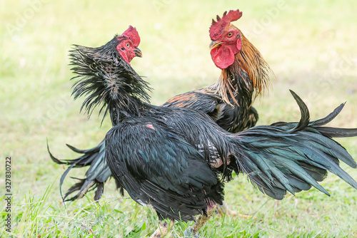 Obraz na plátne Training a cockfight on the lawn, Asia.