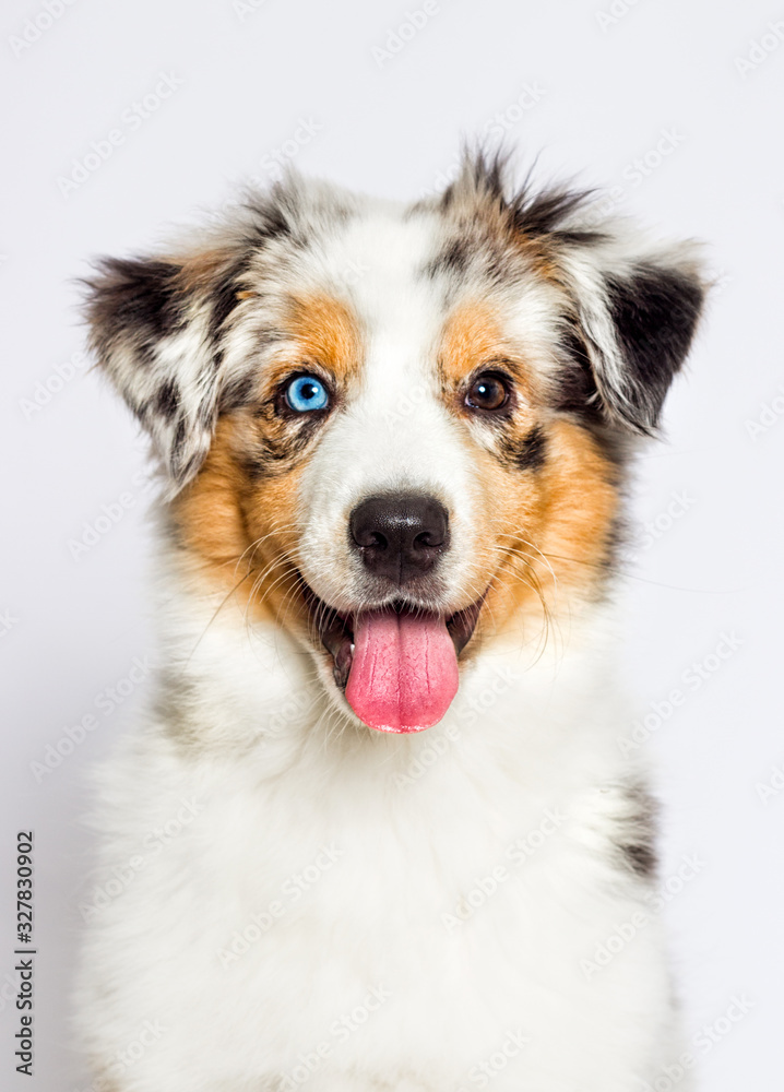australian shepherd th blue-eyed merle puppy muzzle on white background