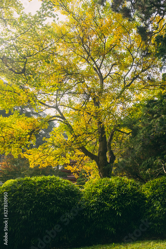 Landscape in a Japanese garden