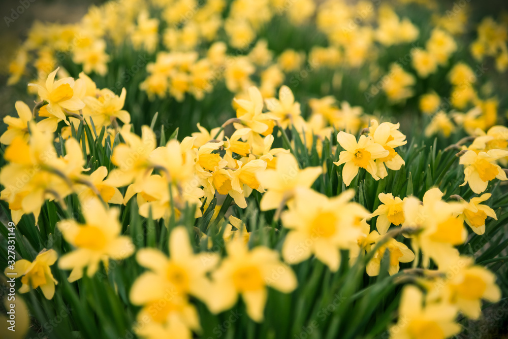 Obraz premium Welcome spring background. Many warm yellow daffodils with green leaves growing to wake up nature in spring. Selective focus.