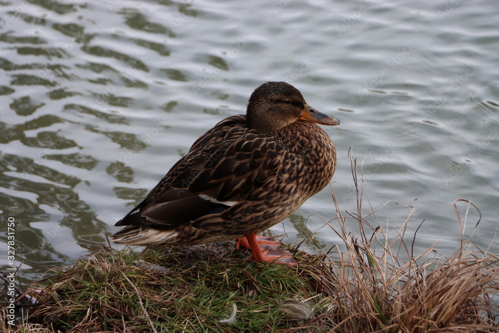 female duck out of the water female duck out of the water