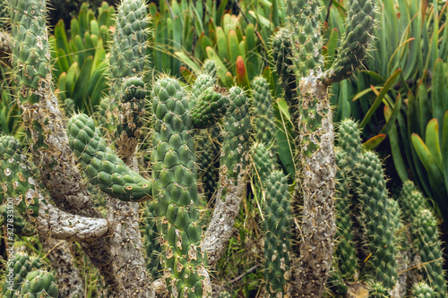 Large cactus in a desert garden