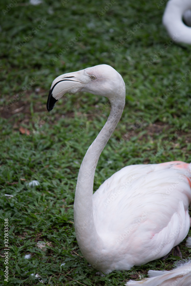 Obraz premium A group of flamingos