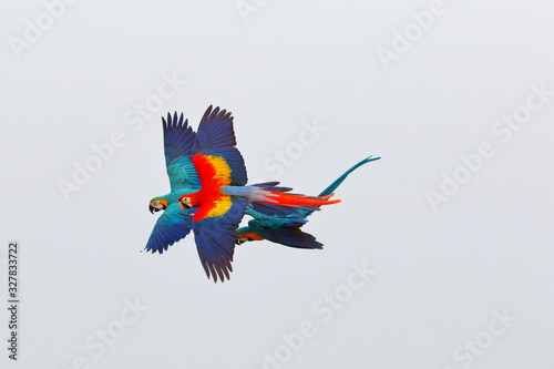 Colorful macaw parrots flying in the sky, Freedom concept