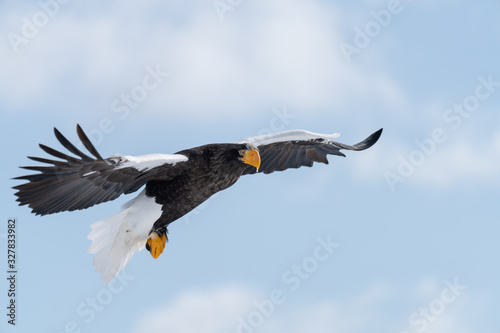 Steller's Sea Eagle in flight