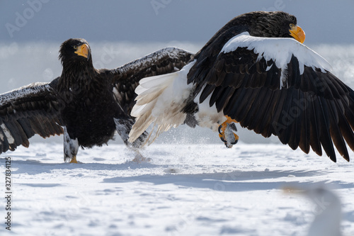 Steller's Sea Eagle pair
