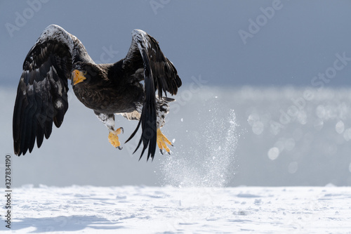 Steller's Sea Eagle