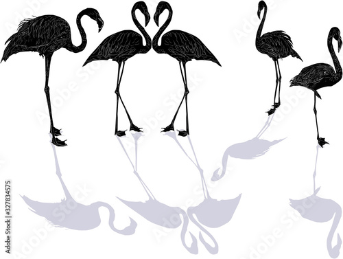five black flamingo sketches with shadows on white © Alexander Potapov