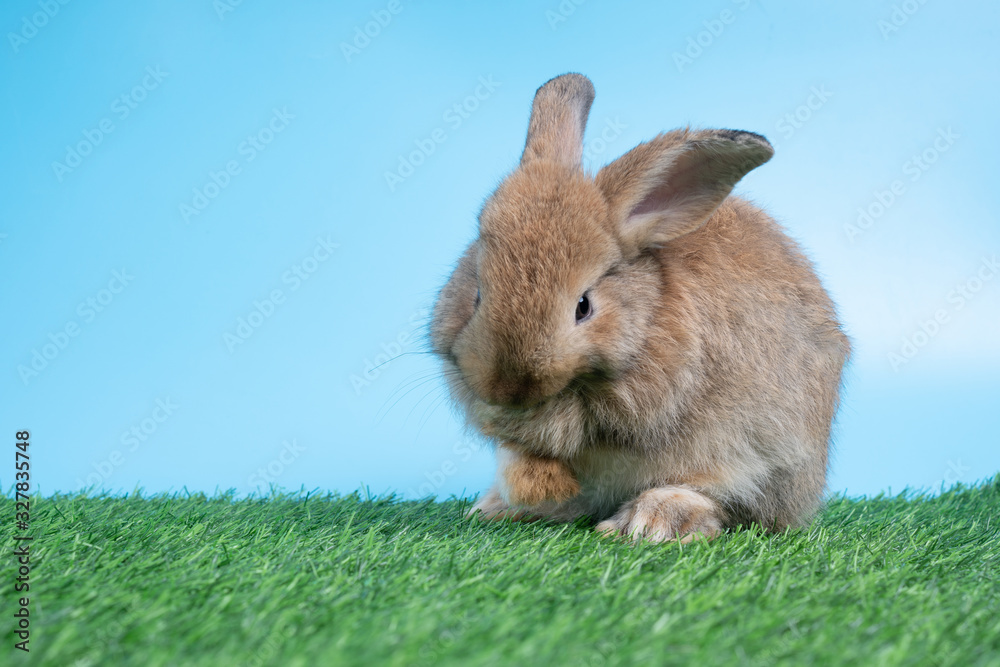 Furry and fluffy cute Black rabbit is Standing on two legs on Green grass and blue background and cleaning the front legs. Concept of rodent pet and easter. Furry and fluffy cute Black rabbit is Standing on two legs on Green grass and blue background and cleaning the front legs. Concept of rodent pet and easter.