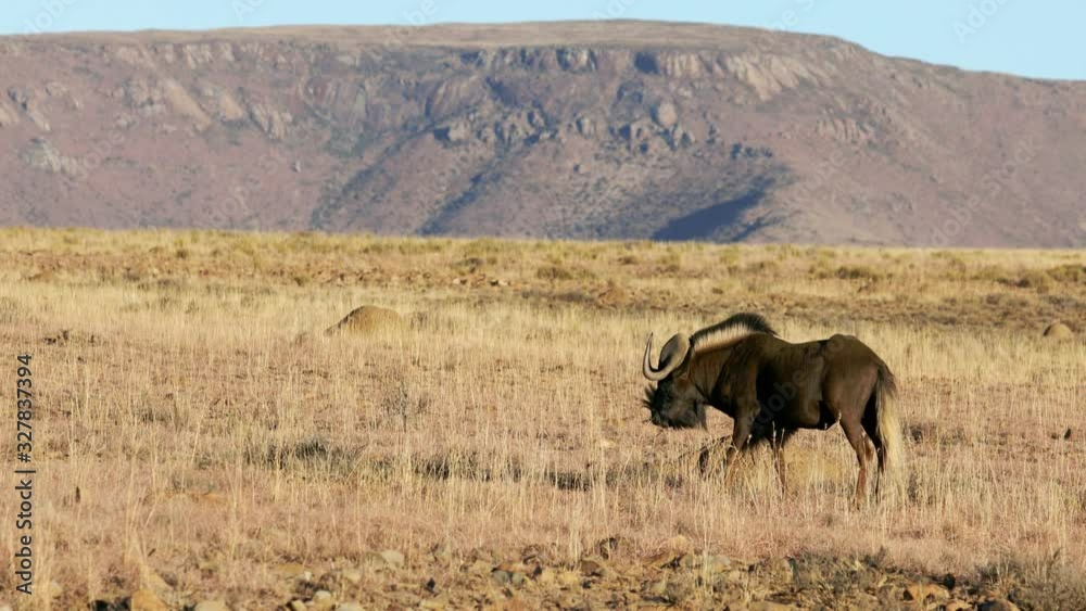 Black wildebeest (Connochaetes gnou) in open grassland, Mountain Zebra National Park, South Africa