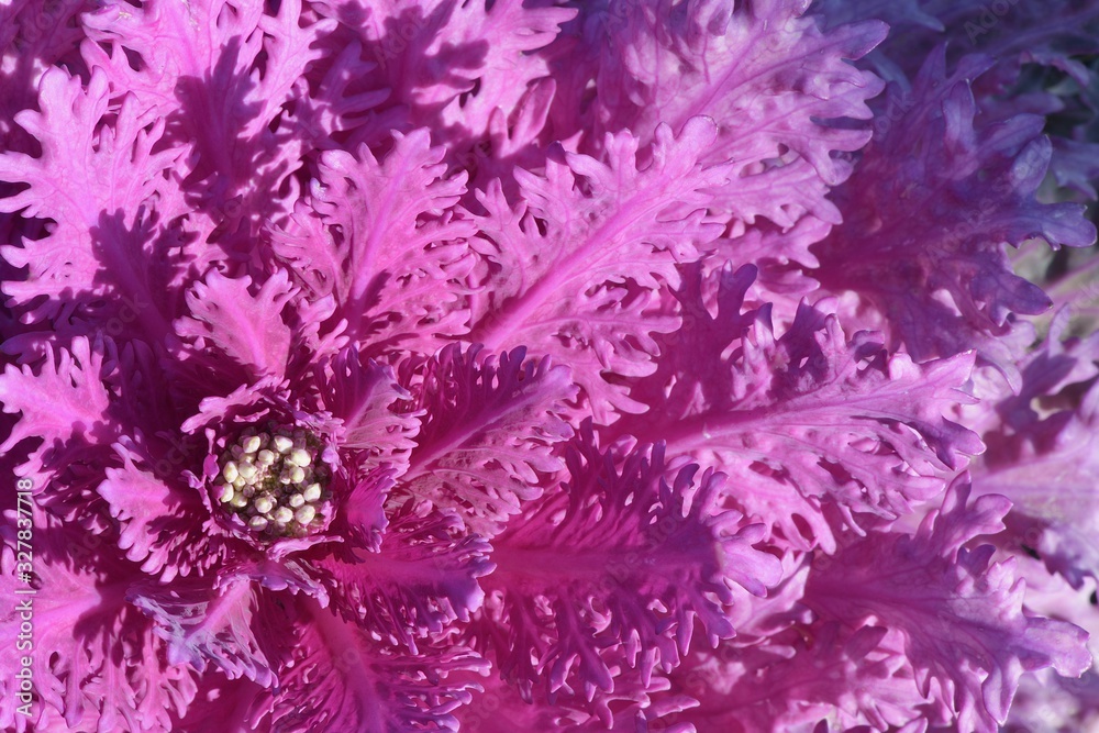 pink decorative cabbage on a flowerbed in a landscape