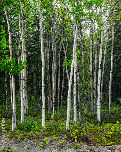 Fototapeta Naklejka Na Ścianę i Meble -  Alaskan White Birch