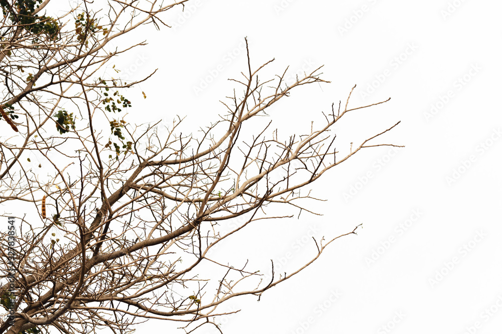 a bare tree branch with no leaves against a white background. a bare tree branch with no leaves against a white background.