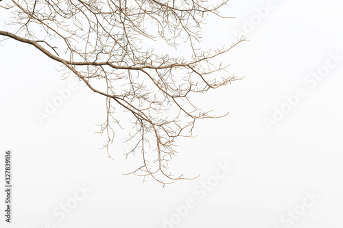 Dry twig on the tree in isolated white background.