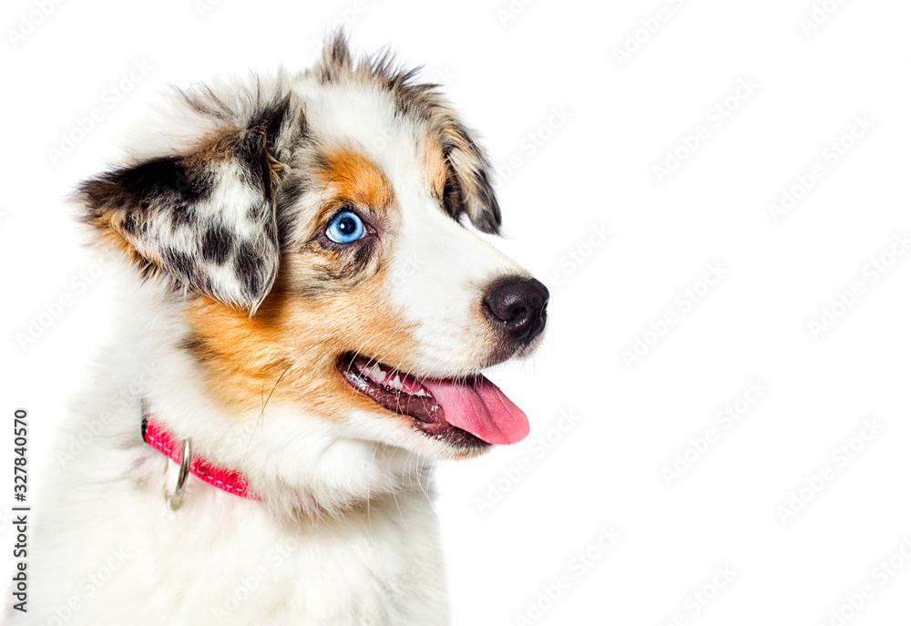 Australian Shepherd blue-eyed merle puppy muzzle looks sideways on white background