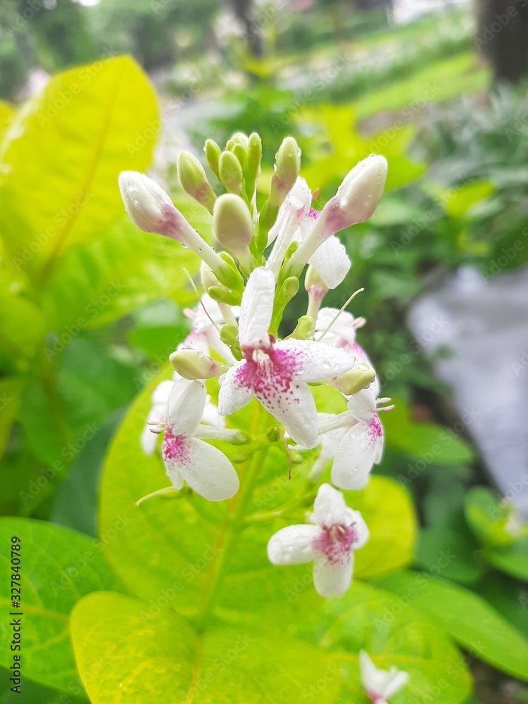 Obraz premium flowers in garden