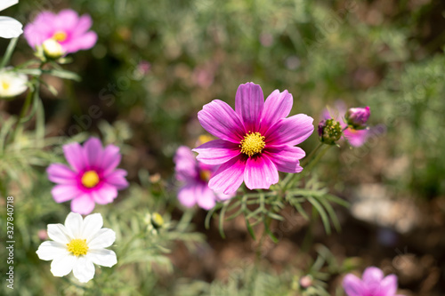 Pink cosmos flower blooming background. Copy space.