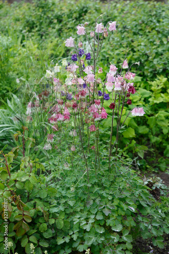 Fototapeta Naklejka Na Ścianę i Meble -  Blooming watershed in the garden.