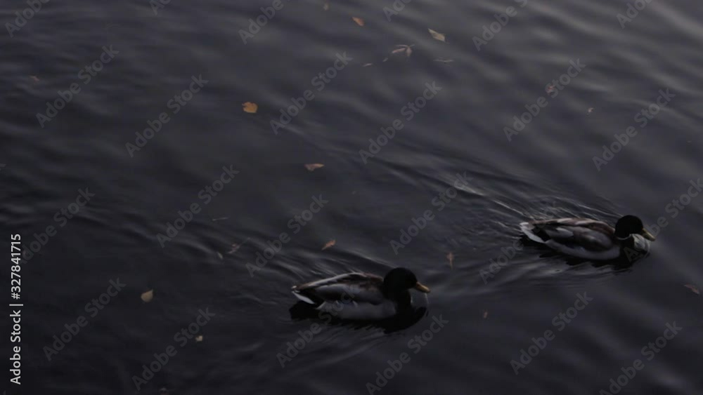 Duck floating on the lake in autumn time, Belarus. Fall season with leaves Duck floating on the lake in autumn time, Belarus. Fall season with leaves