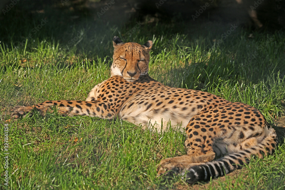 Obraz premium Full length cheetah is sleeping on green grass