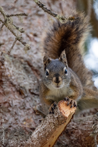 Curious cute brown squirrel,, posing at a pine tree trunk © Dasya - Dasya