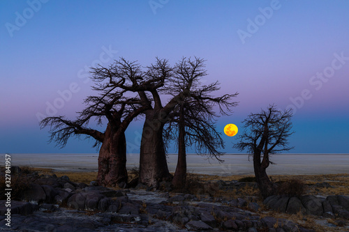 The full moon rise behind baobab trees on Kubu Island
